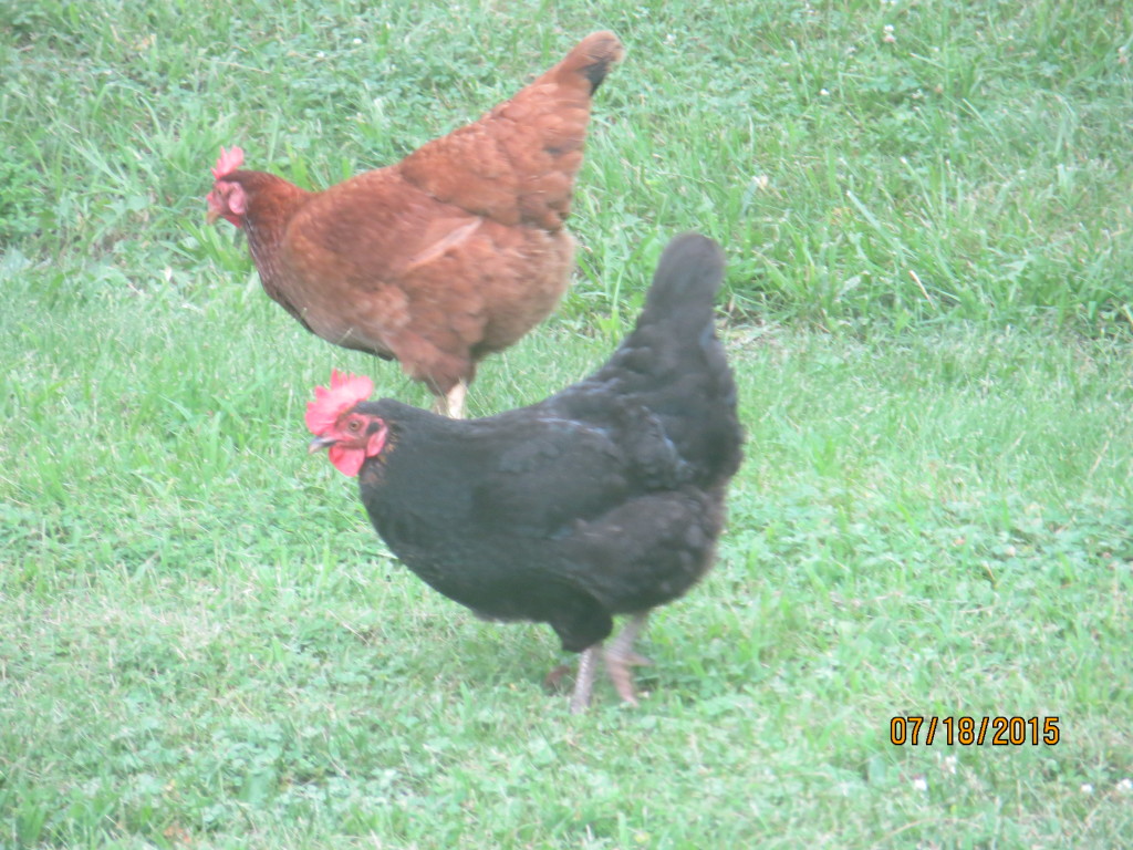 Chickens, July 2015