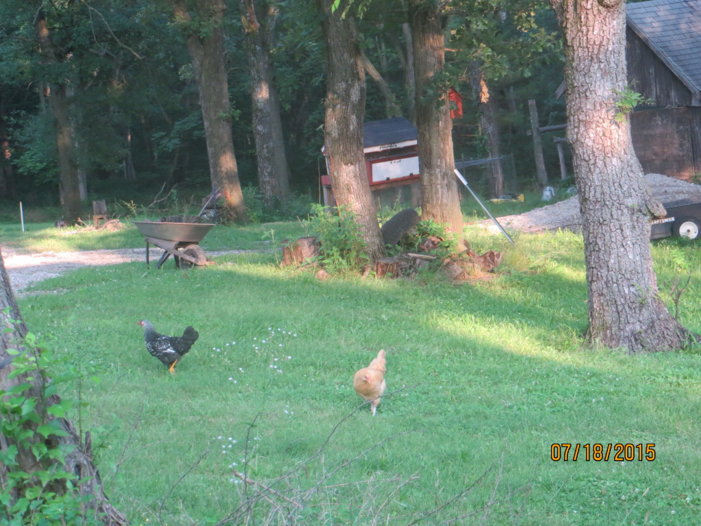 Chickens and chicken coop, July 2015