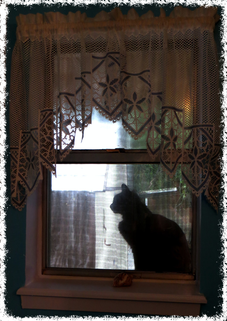 Nicky in window_Fotor